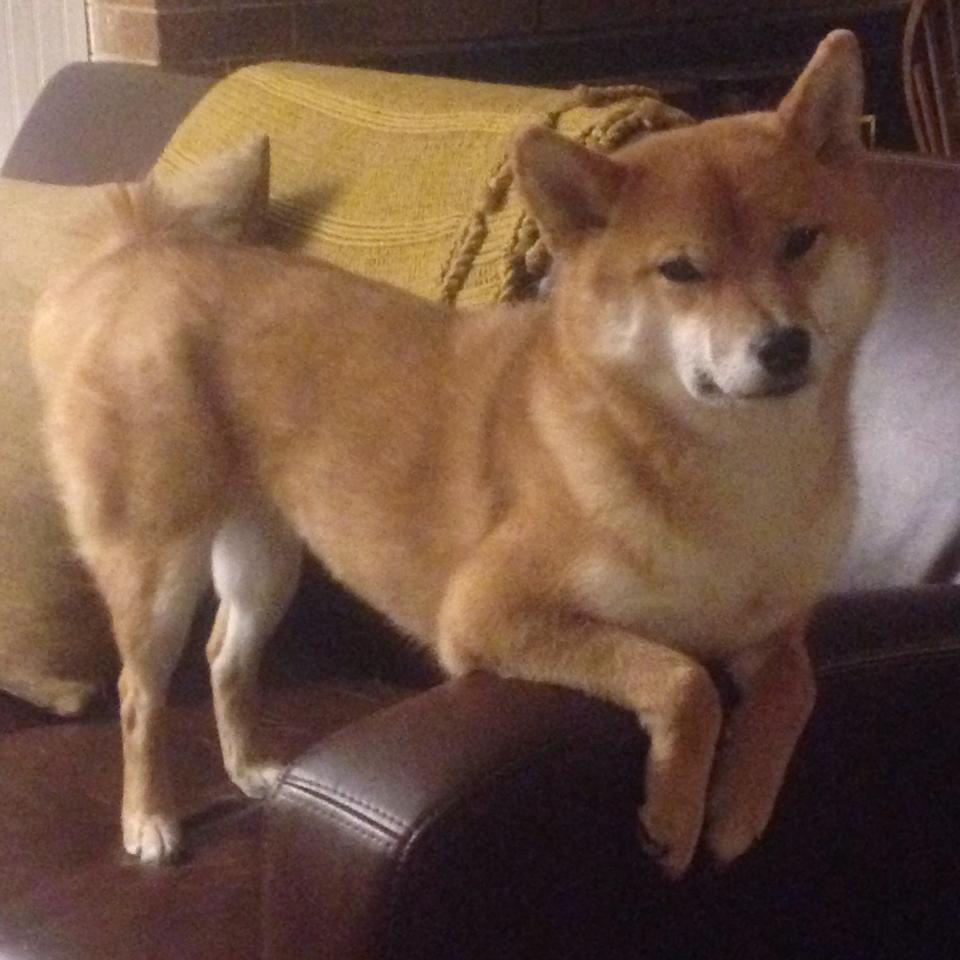 开云体育登录网站入口-伯恩茅斯新援表现抢眼,助力保级,伯恩茅斯图片