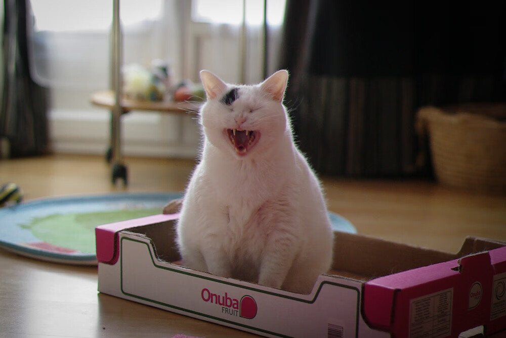 开云体育登录网站入口-伯恩茅斯新援表现抢眼,助力保级,伯恩茅斯图片