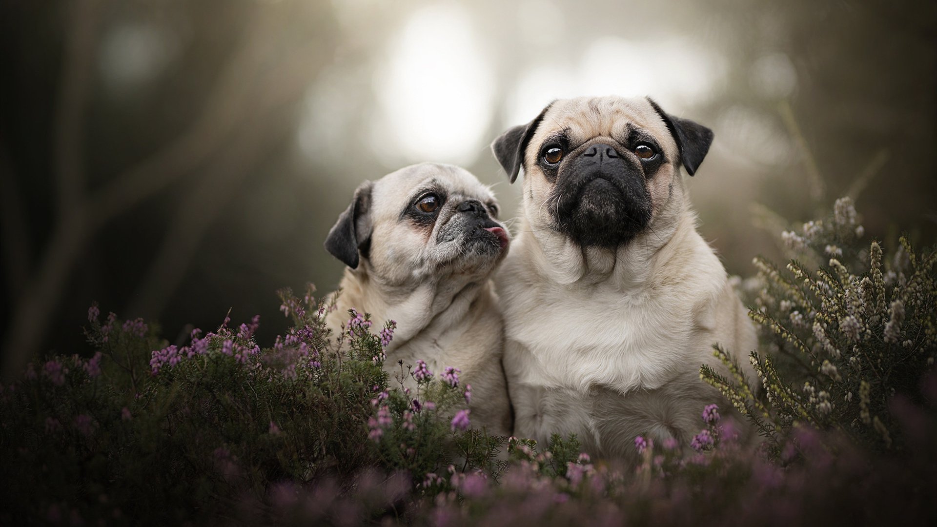 开云官方网页登录-传感器科技如何提升赛车性能,汽车传感器技术 开云官方网页登录-传感器科技如何提升赛车性能,汽车传感器技术